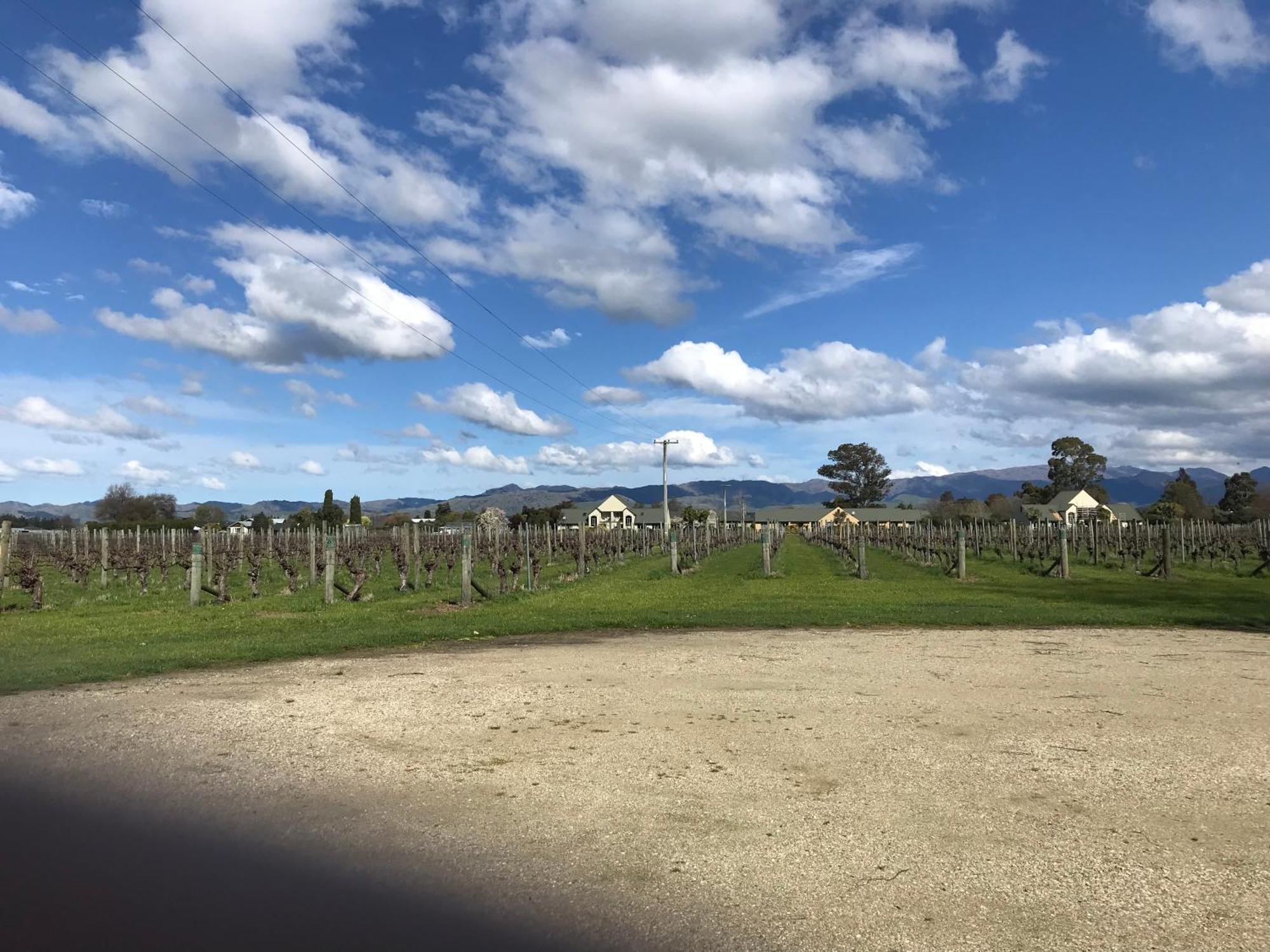 Vineyard Cottage In Blenheim On The Golden Mile Luaran gambar